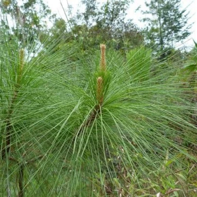 Borovica gerardiana - Pinus gerardiana - semená - 5 ks