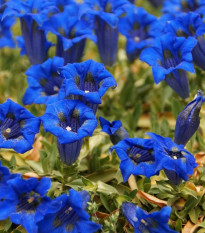 Horec úzkolistý - Gentiana angustifolia - semená - 8 ks