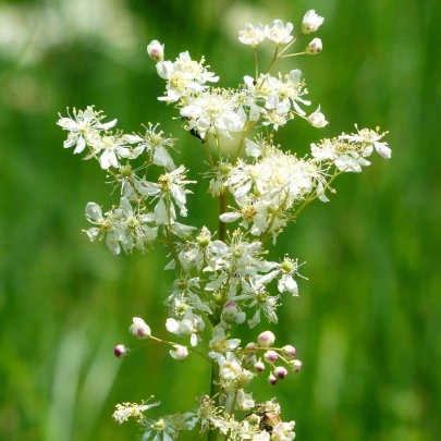 Túžobník obyčajný - Filipendula vulgaris - semená - 0,3 g