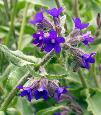 Pilát lekársky - Anchusa officinalis - semená - 10 ks