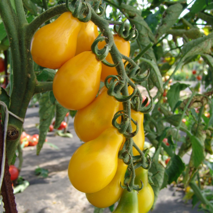 Paradajka Perun - Solanum lycopersicum - semená - 10 ks