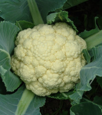 Karfiol skorý Beta - Brassica oleracea convar. botrys - semená - 150 ks