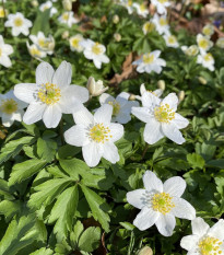 Veternica hájna - Anemone nemorosa - semená - 10 ks