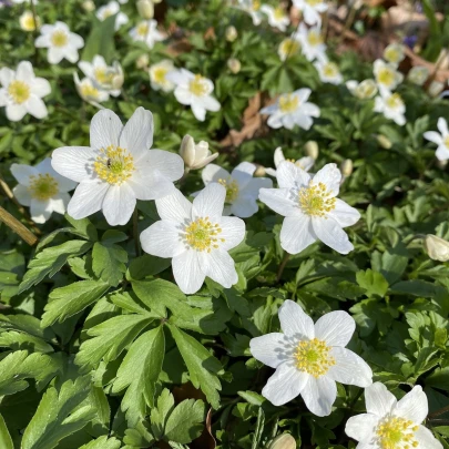 Veternica hájna - Anemone nemorosa - semená - 10 ks