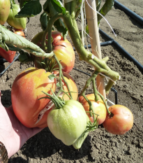 Paradajka Býčie srdce Herodes - Solanum lycopersicum - semená - 15 ks