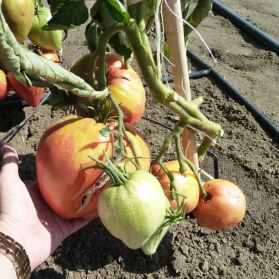 Paradajka Býčie srdce Herodes - Solanum lycopersicum - semená - 15 ks