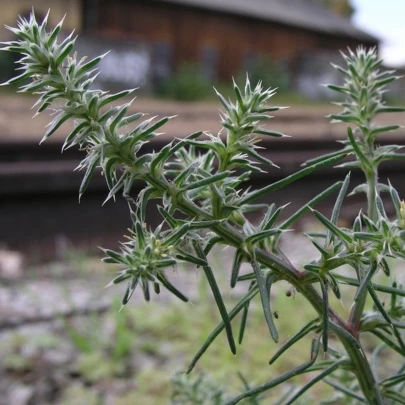 Slanobyľ - Salsola soda - semená - 40 ks