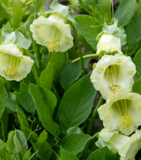 Kobea šplhavá biela - Cobaea scandens - semená - 7 ks