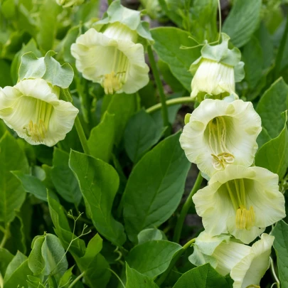 Kobea šplhavá biela - Cobaea scandens - semená - 7 ks