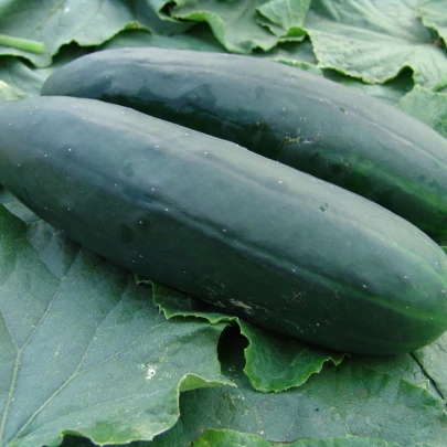 Uhorka šalátová Obelix F1 - Cucumis sativa - semená - 20 ks