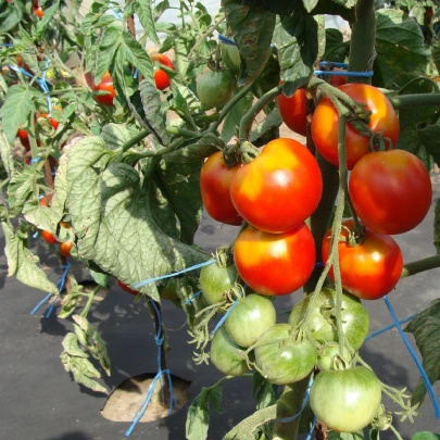 Paradajka poľná skorá - Solanum lycopersicum - semená - 35 ks