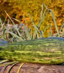 Tekvica Lunga di Napoli - Cucurbita moschata - semená - 5 ks