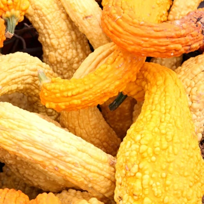Tekvica okrasná Yellow Crookneck - Cucurbita pepo - semená - 5 ks