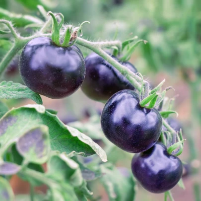 Paradajka Indigo Rose - Solanum lycopersicum - semená - 7 ks