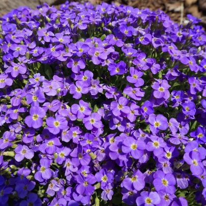 Tarička zahradná fialová - Aubrieta hybrida - semená - 200 ks