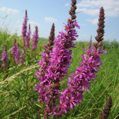 Vrbica vŕbolistá - Lythrum salicaria - semená - 150 ks