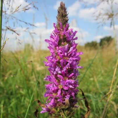 Vrbica vŕbolistá - Lythrum salicaria - semená - 150 ks