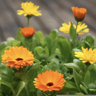 Nechtík lekársky Pacific Beauty zmes - Calendula officinalis - semená - 30 ks