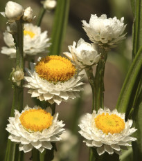 Piesočník krídlatý - Ammobium alatum grandiflorum - semená - 100 ks