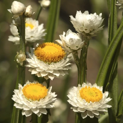 Piesočník krídlatý - Ammobium alatum grandiflorum - semená - 100 ks