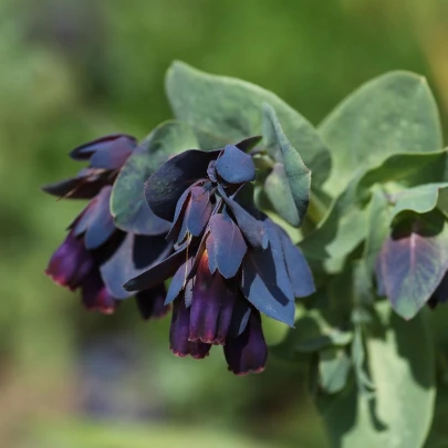 Voskovka väčšia Hoya - Cerinthe major purpurescens - semená - 5 ks