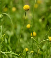 Jahodová tráva - Cephalophora aromatica - semená - 10 ks