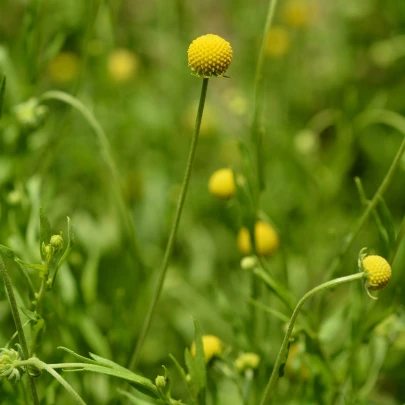 Jahodová tráva - Cephalophora aromatica - semená - 10 ks