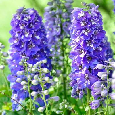 Stračonôžka veľkokvetá Pacific zmes - Delphinium cultorum - semená - 130 ks