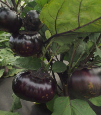 Baklažán Laura - Solanum melongena - semená - 20 ks