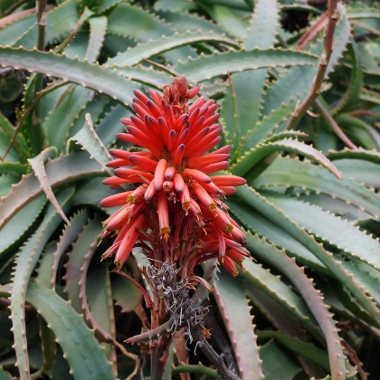 Aloe stromovitá - Aloe arborescens - semená - 6 ks