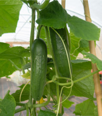 BIO Uhorka šalátová Sonja - Cucumis sativus - bio semená - 5 ks