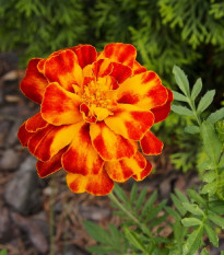 Aksamitnica rozložitá Orange flame - Tagetes patula nana - semená - 0,3 g