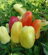 Paprika Boneta - Capsicum annuum - semená - 20 ks