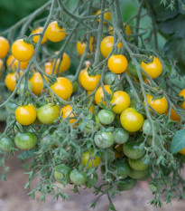 Previsnutá paradajka Tom Yellow - Solanum lycopersicum - semená - 8 ks