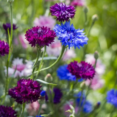 Nevädza - zmes farieb - Centaurea cyanus - semená - 100 ks