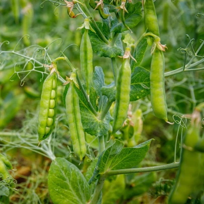 Hrach dreňový Gloriosa - Pisum sativum - semená - 85 ks