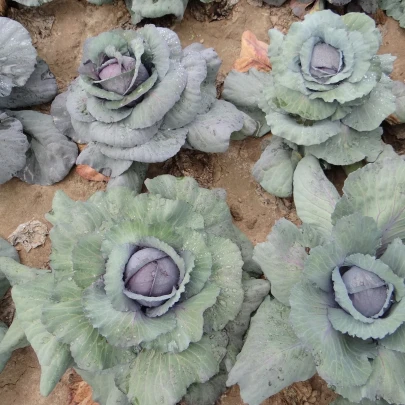 Kapusta Rufus - Brassica oleracea - semená - 150 ks