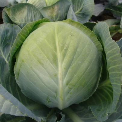 Kapusta Aros F1 - Brassica oleracea - semená - 100 ks