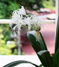 Nerine biela - Nerine alba - cibuľoviny - 1 ks