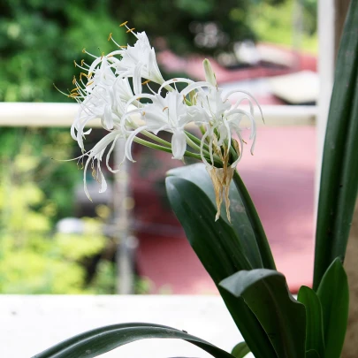 Nerine biela - Nerine alba - cibuľoviny - 1 ks