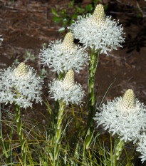 Medvedia kostrava - Xerophyllum tenax - semená - 15 ks