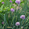 Pažítka pobrežná Splendidus - Allium schoenoprassum - semená - 200 ks