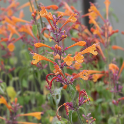 Agastache Apricot Sprite - Agastache aurantiaca - semená - 20 ks