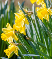 Narcis Barenwyn - Narcissus - cibuľoviny - 3 ks