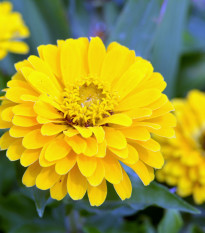 Cínia pôvabná žltá - Zinnia elegans - semená - 50 ks