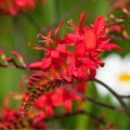 Montbrécia Lucifer - Crocosmia - cibuľoviny - 4 ks