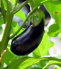 Baklažán vajcoplodý Black Beauty - Solanum melongena - semená - 60 ks