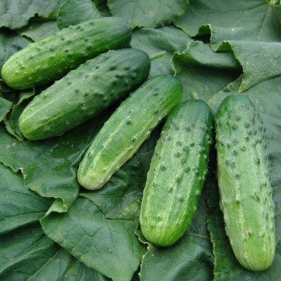 Uhorka nakladačka Altaj F1 - Cucumis sativus - semená - 15 ks