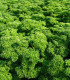 Petržlen Astra vňaťový - Petroselinum crispum - semená - 700 ks