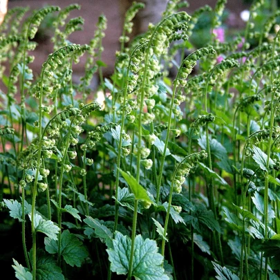 Mitrovka veľkokvetá - Tellima grandiflora - semená - 0,02 g